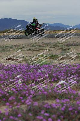media/Jan-14-2023-SoCal Trackdays (Sat) [[497694156f]]/Turn 14 Exit Bloomig (145pm)/